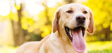Est-il nécessaire de castrer un labrador ?