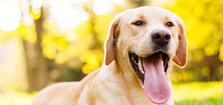 Est-il nécessaire de castrer un labrador ?